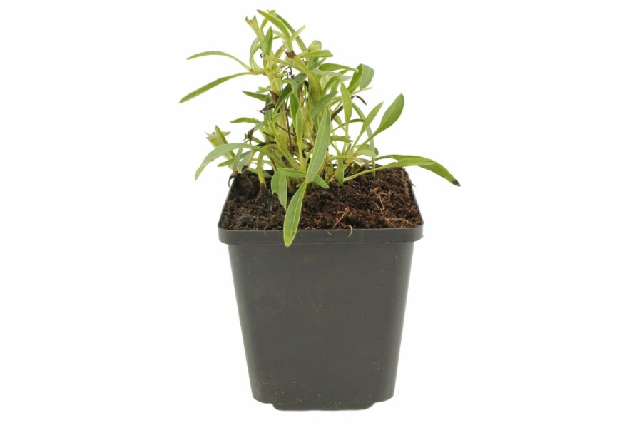 Meisjesogen Coreopsis grandiflora 'Early Sunrise' 5-10 Pot P9 Coreopsis grandiflora 'Early Sunrise'