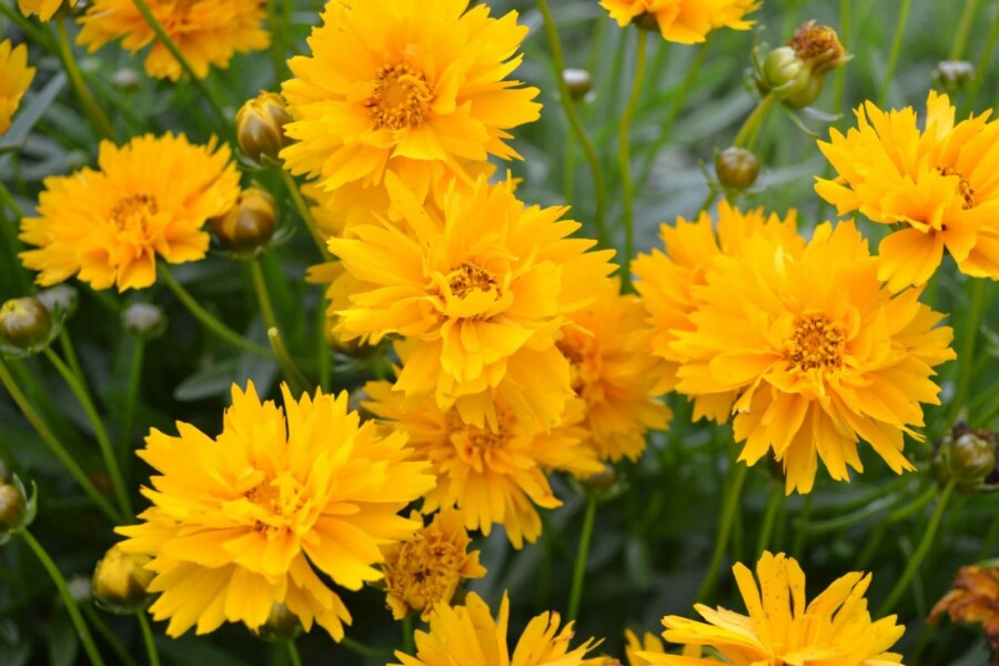Meisjesogen Coreopsis grandiflora 'Early Sunrise' 5-10 Pot P9 Coreopsis grandiflora 'Early Sunrise'