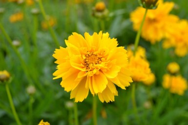 Meisjesogen Coreopsis grandiflora 'Early Sunrise' 5-10 Pot P9 Coreopsis grandiflora 'Early Sunrise'