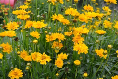 Meisjesogen Coreopsis grandiflora 'Early Sunrise' 5-10 Pot P9 Coreopsis grandiflora 'Early Sunrise'
