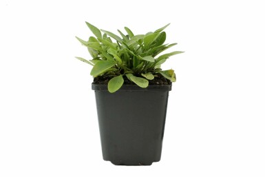 Meisjesogen Coreopsis grandiflora 'Sunray' 5-10 Pot P9 Coreopsis grandiflora 'Sunray'