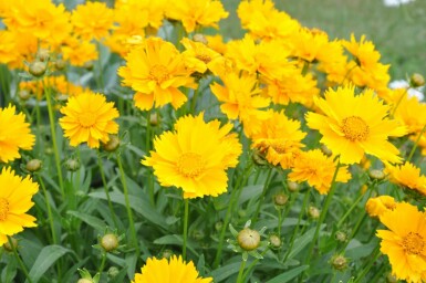 Meisjesogen Coreopsis grandiflora 'Sunray' 5-10 Pot P9