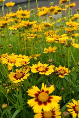 Meisjesogen Coreopsis lanceolata 'Baby Gold' 5-10 Pot P9