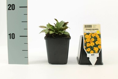 Meisjesogen Coreopsis lanceolata 'Baby Gold' 5-10 Pot P9 Coreopsis lanceolata 'Baby Gold'