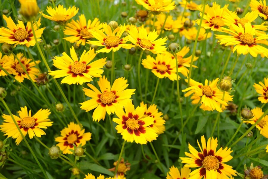 Meisjesogen Coreopsis lanceolata 'Baby Gold' 5-10 Pot P9 Coreopsis lanceolata 'Baby Gold'