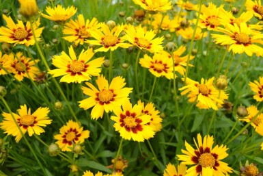 Meisjesogen Coreopsis lanceolata 'Baby Gold' 5-10 Pot P9 Coreopsis lanceolata 'Baby Gold'