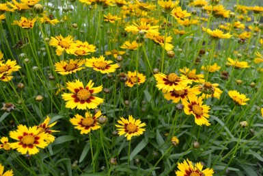 Meisjesogen Coreopsis lanceolata 'Baby Gold' 5-10 Pot P9 Coreopsis lanceolata 'Baby Gold'