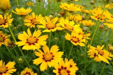 Meisjesogen Coreopsis lanceolata 'Baby Gold' 5-10 Pot P9 Coreopsis lanceolata 'Baby Gold'