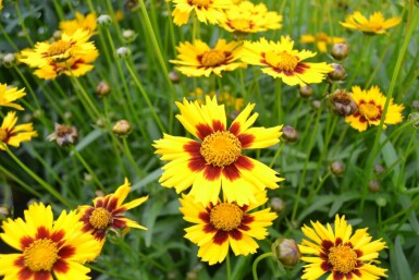 Meisjesogen Coreopsis lanceolata 'Baby Gold' 5-10 Pot P9 Coreopsis lanceolata 'Baby Gold'