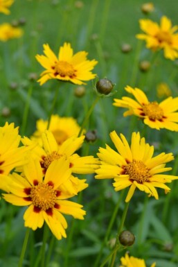 Meisjesogen Coreopsis lanceolata 'Sterntaler' 5-10 Pot P9 Coreopsis lanceolata 'Sterntaler'