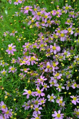 Meisjesogen Coreopsis rosea 'American Dream' 5-10 Pot P9