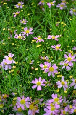 Meisjesogen Coreopsis rosea 'American Dream' 5-10 Pot P9