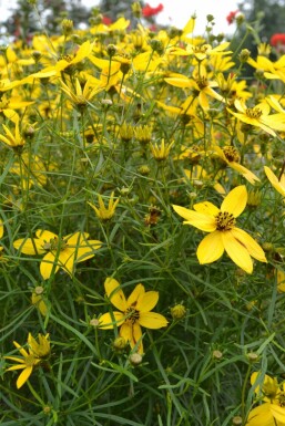 Meisjesogen Coreopsis verticillata 5-10 Pot P9 Coreopsis verticillata