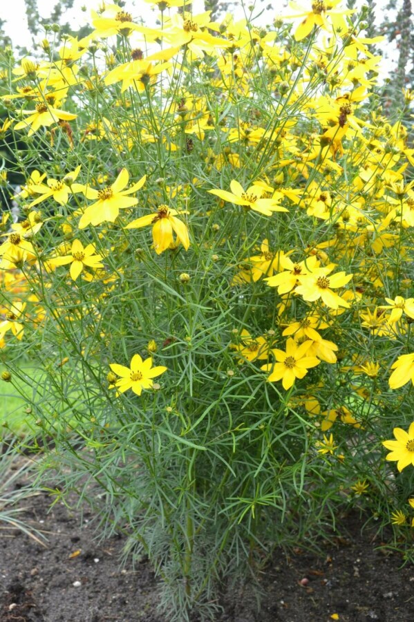 Meisjesogen Coreopsis verticillata 5-10 Pot P9 Coreopsis verticillata