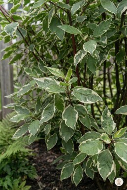 Cornus alba 'Sibirica Variegata' struik 60-80 cm