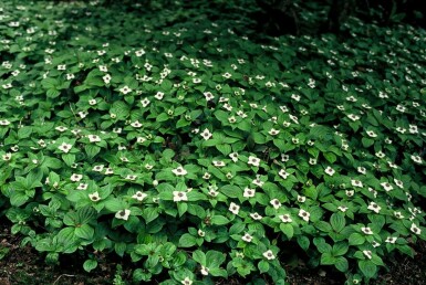 Cornus canadensis P9 5-10