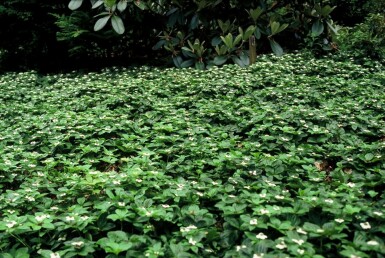 Kruipende kornoelje Cornus canadensis 5-10 Pot P9