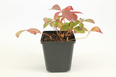 Kruipende kornoelje Cornus canadensis 5-10 Pot P9 Cornus canadensis 5-10 cm