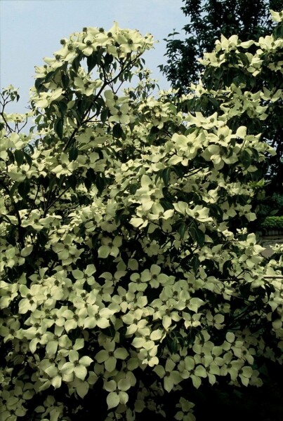 Japanse kornoelje Cornus kousa 'China Girl' Struik 30-40 Pot C2 Cornus kousa 'China Girl' struik 30-40 cm