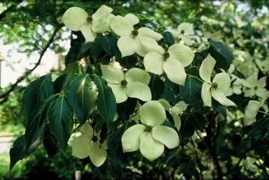 Japanse kornoelje Cornus kousa 'China Girl' Struik 30-40 Pot C2