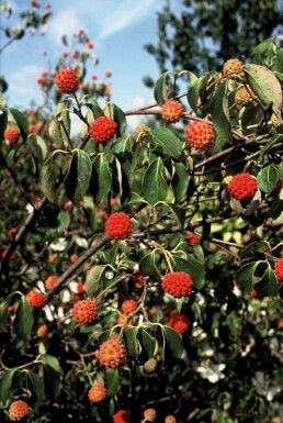 Japanse kornoelje Cornus kousa 'China Girl' Struik 30-40 Pot C2 Cornus kousa 'China Girl' struik 30-40 cm