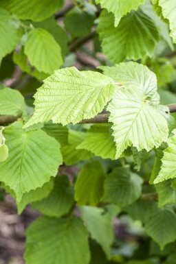 Hazelaar Corylus avellana Struik 100-120 Pot C12