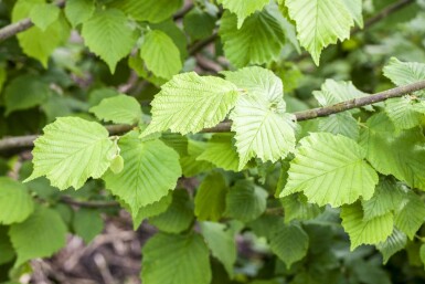 Hazelaar Corylus avellana Struik 100-120 Pot C12