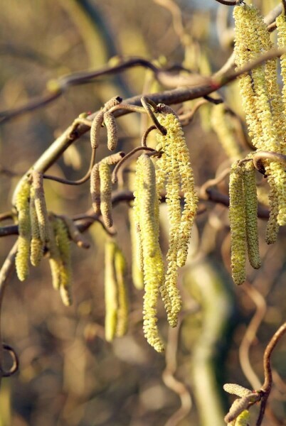Corylus avellana 'Contorta' C12 100-120