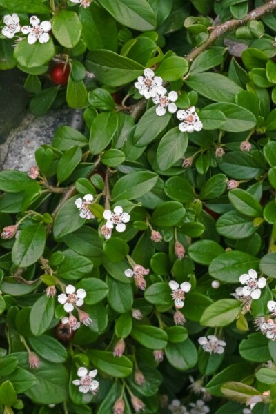 Dwergmispel Cotoneaster dammeri 5-10 Pot P9 Cotoneaster dammeri