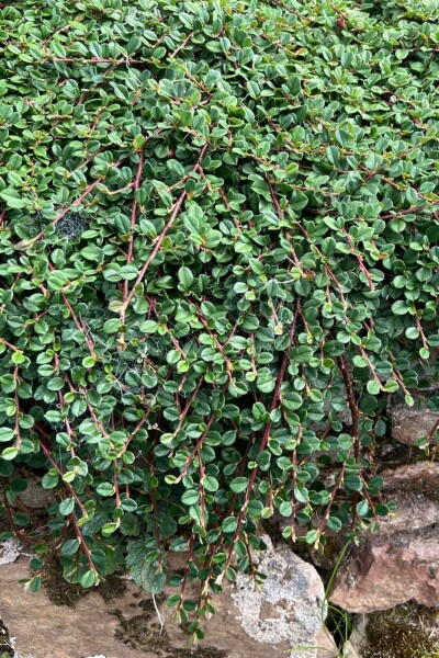 Laagblijvende dwergmispel Cotoneaster procumbens 'Queen of Carpets' 5-10 Pot P9 Cotoneaster procumbens 'Queen of Carpets'