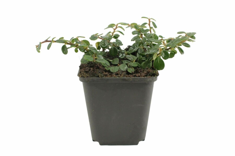 Laagblijvende dwergmispel Cotoneaster procumbens 'Queen of Carpets' 5-10 Pot P9 Cotoneaster procumbens 'Queen of Carpets'