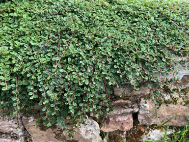 Laagblijvende dwergmispel Cotoneaster procumbens 'Queen of Carpets' 5-10 Pot P9 Cotoneaster procumbens 'Queen of Carpets'