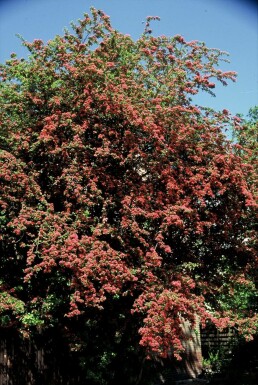 Tweestijlige meidoorn Crataegus laevigata 'Paul's Scarlet' Struik 100-120 Pot C12 Crataegus laevigata 'Paul's Scarlet' struik 100-120 cm