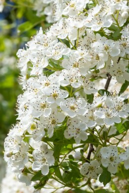 Tweestijlige meidoorn Crataegus laevigata 'Plena' Struik 100-125 Pot C12 Crataegus laevigata 'Plena'