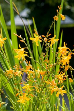 Montbretia Crocosmia 'George Davison' 5-10 Pot P9