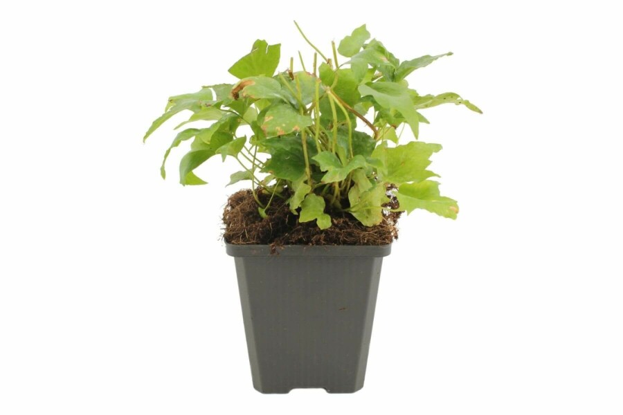 IJzervaren Cyrtomium falcatum 5-10 Pot P9 Cyrtomium falcatum