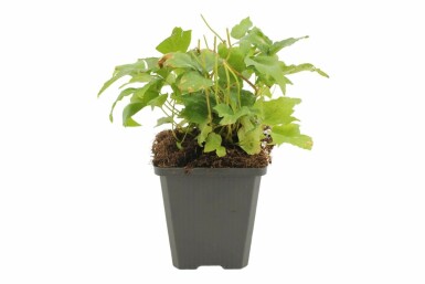 IJzervaren Cyrtomium falcatum 5-10 Pot P9 Cyrtomium falcatum