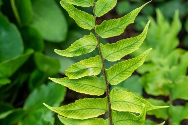 IJzervaren Cyrtomium falcatum 5-10 Pot P9 Cyrtomium falcatum