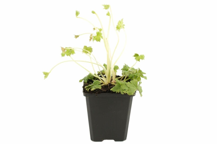 Ridderspoor Delphinium pacific 'Black Knight' 5-10 Pot P9 Delphinium pacific 'Black Knight'