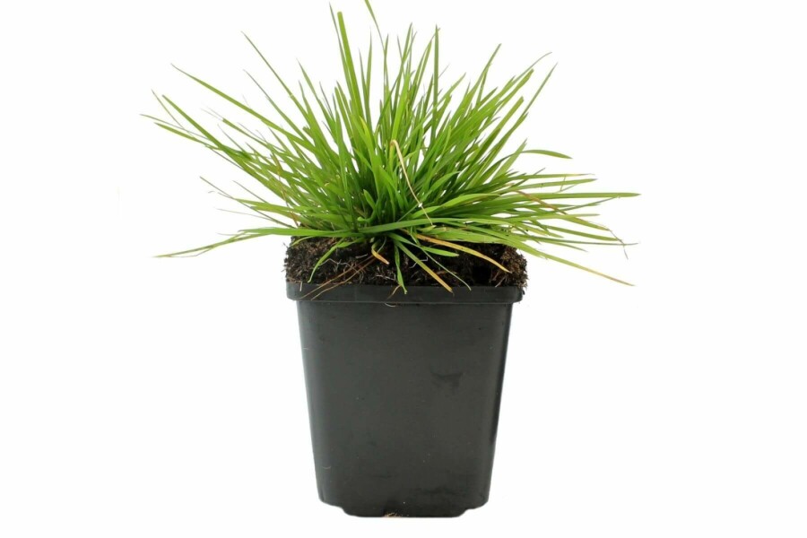 Ruwe smele Deschampsia cespitosa 5-10 Pot P9 Deschampsia cespitosa
