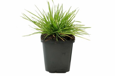 Ruwe smele Deschampsia cespitosa 5-10 Pot P9 Deschampsia cespitosa