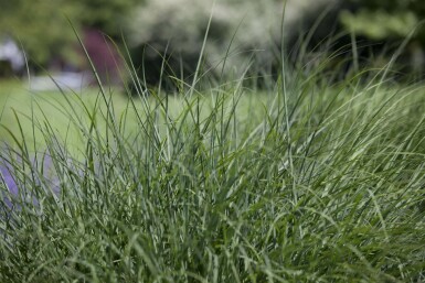 Ruwe smele Deschampsia cespitosa 5-10 Pot P9 Deschampsia cespitosa