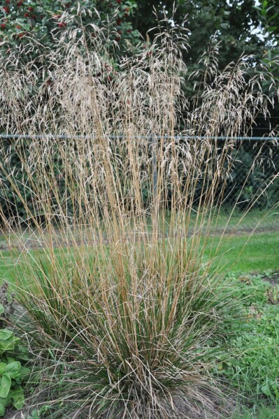 Gewone smele Deschampsia cespitosa 'Goldschleier' 5-10 Pot P9 Deschampsia cespitosa 'Goldschleier'