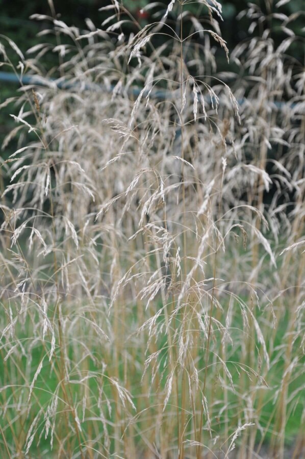 Gewone smele Deschampsia cespitosa 'Goldschleier' 5-10 Pot P9 Deschampsia cespitosa 'Goldschleier'