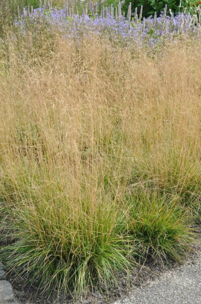 Deschampsia cespitosa 'Goldtau'