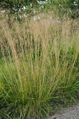 Ruwe smele Deschampsia cespitosa 'Goldtau' 5-10 Pot P9 Deschampsia cespitosa 'Goldtau'