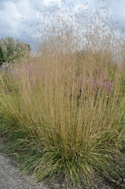 Ruwe smele Deschampsia cespitosa 'Goldtau' 5-10 Pot P9 Deschampsia cespitosa 'Goldtau'