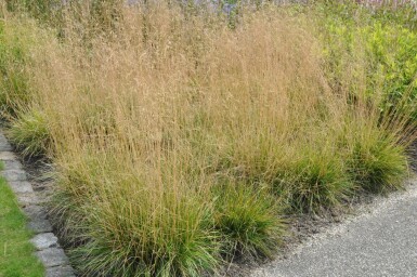 Ruwe smele Deschampsia cespitosa 'Goldtau' 5-10 Pot P9 Deschampsia cespitosa 'Goldtau'