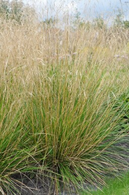 Ruwe smele Deschampsia cespitosa 'Goldtau' 5-10 Pot P9 Deschampsia cespitosa 'Goldtau'
