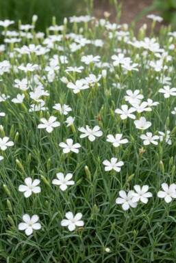 Steenanjer Dianthus deltoides 'Albiflorus' 5-10 Pot P9 Dianthus deltoides 'Albiflorus'
